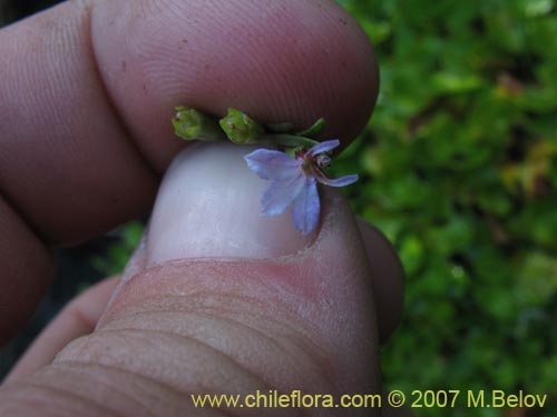 Imágen de Lobelia sp. #1806 (). Haga un clic para aumentar parte de imágen.