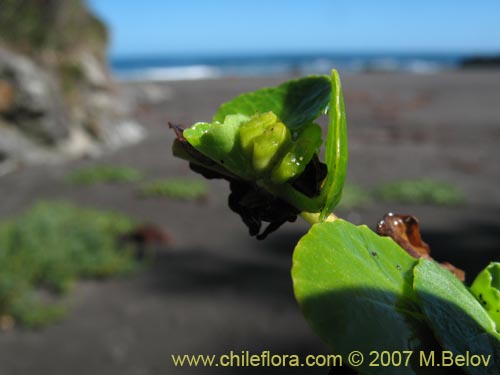 Imágen de Planta no identificada sp. #1365 (). Haga un clic para aumentar parte de imágen.