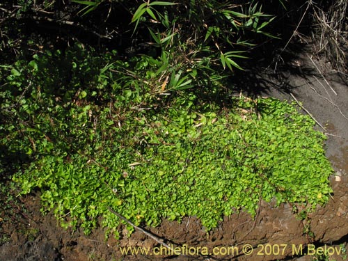 Imágen de Planta no identificada sp. #1365 (). Haga un clic para aumentar parte de imágen.