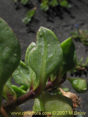 Imágen de Nolana paradoxa (). Haga un clic para aumentar parte de imágen.