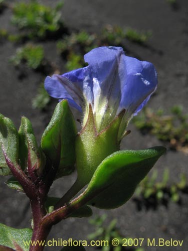 Imágen de Nolana paradoxa (). Haga un clic para aumentar parte de imágen.