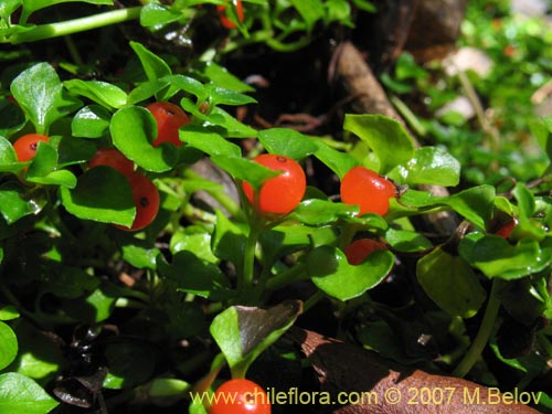 Imágen de Nertera granadensis (Rucachucao / Coralito / Quelligüenchucaou). Haga un clic para aumentar parte de imágen.