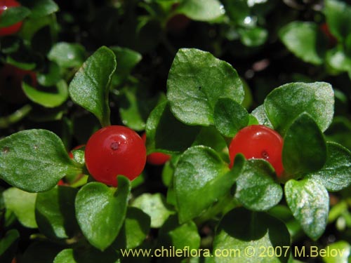 Фотография Nertera granadensis (Rucachucao / Coralito / Quelligüenchucaou). Щелкните, чтобы увеличить вырез.