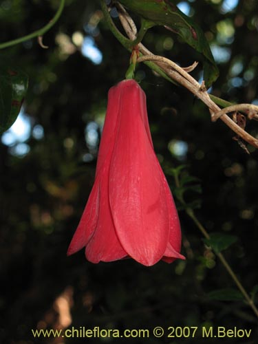 Image of Lapageria rosea (Copihue). Click to enlarge parts of image.