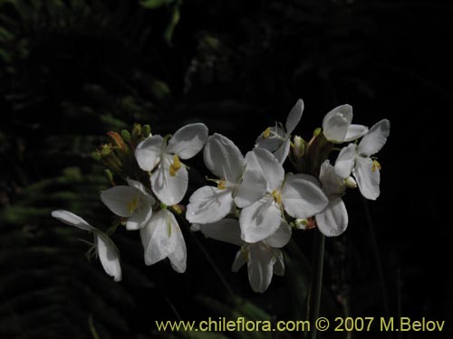 Фотография Libertia chilensis (Calle-calle / Tequel-tequel). Щелкните, чтобы увеличить вырез.