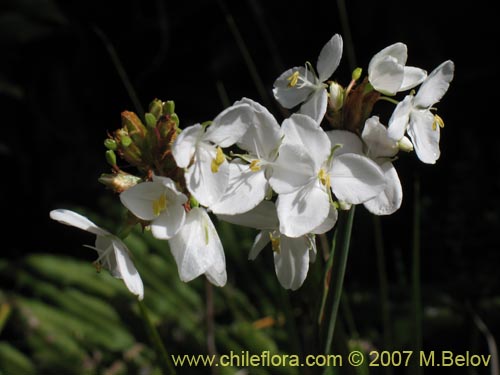 Фотография Libertia chilensis (Calle-calle / Tequel-tequel). Щелкните, чтобы увеличить вырез.