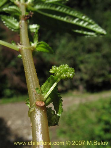 Фотография Pilea elegans (Coyanlahuén / Mellahuvilu). Щелкните, чтобы увеличить вырез.