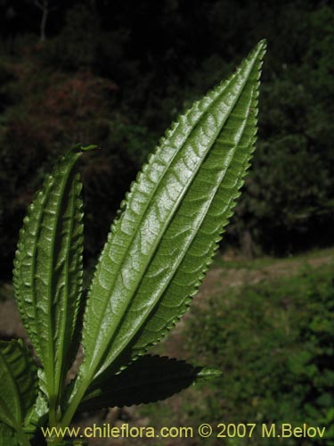 Image of Pilea elegans (Coyanlahun / Mellahuvilu). Click to enlarge parts of image.