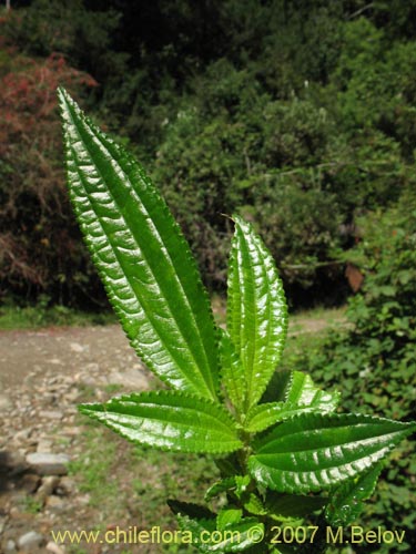 Image of Pilea elegans (Coyanlahun / Mellahuvilu). Click to enlarge parts of image.