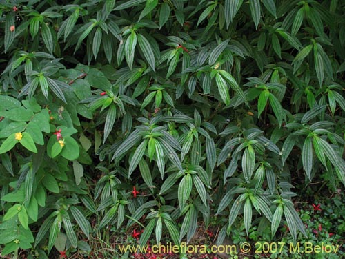 Image of Pilea elegans (Coyanlahun / Mellahuvilu). Click to enlarge parts of image.