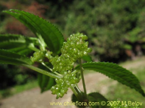 Фотография Pilea elegans (Coyanlahuén / Mellahuvilu). Щелкните, чтобы увеличить вырез.