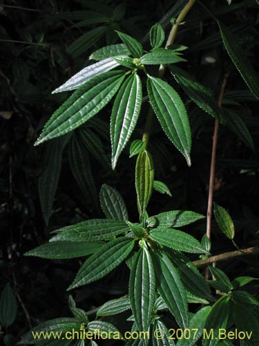 Imágen de Pilea elegans (Coyanlahuén / Mellahuvilu). Haga un clic para aumentar parte de imágen.