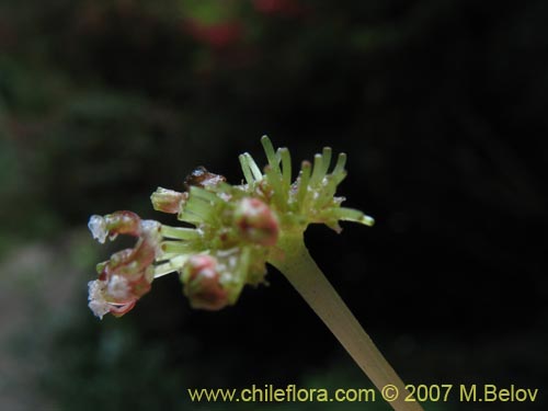 Imágen de Pilea elegans (Coyanlahuén / Mellahuvilu). Haga un clic para aumentar parte de imágen.