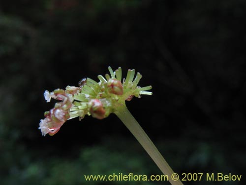 Imágen de Pilea elegans (Coyanlahuén / Mellahuvilu). Haga un clic para aumentar parte de imágen.