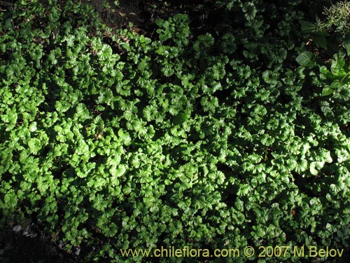 Imágen de Gunnera magellanica (Pangue enano / Palacoazir). Haga un clic para aumentar parte de imágen.