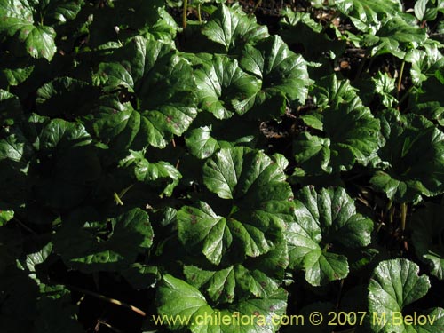 Gunnera magellanica의 사진