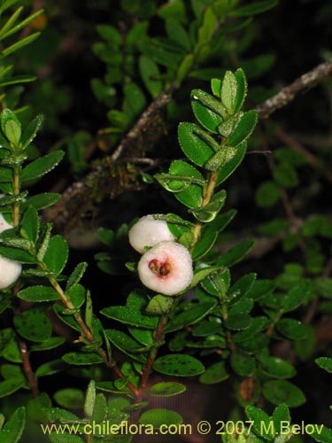 Bild von Gaultheria sp. #2182 (). Klicken Sie, um den Ausschnitt zu vergrössern.