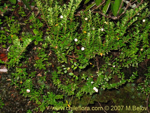 Bild von Gaultheria sp. #2182 (). Klicken Sie, um den Ausschnitt zu vergrössern.