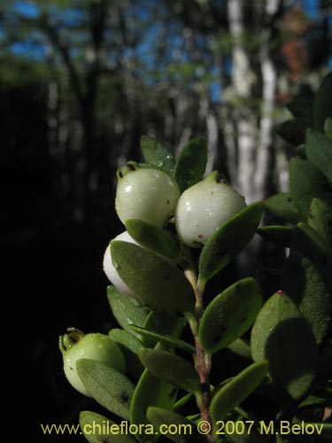 Image of Gaultheria sp. (). Click to enlarge parts of image.