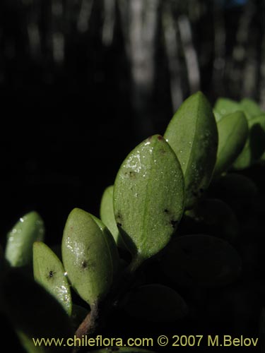 Bild von Gaultheria sp. #2182 (). Klicken Sie, um den Ausschnitt zu vergrössern.