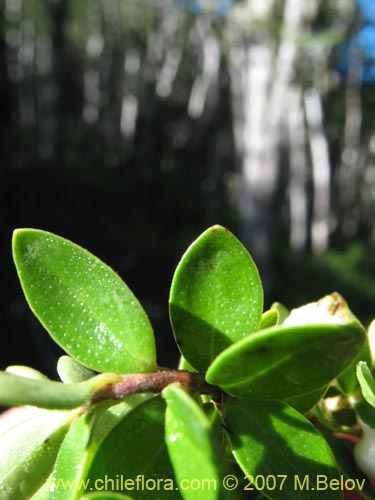 Bild von Gaultheria sp. #2182 (). Klicken Sie, um den Ausschnitt zu vergrössern.