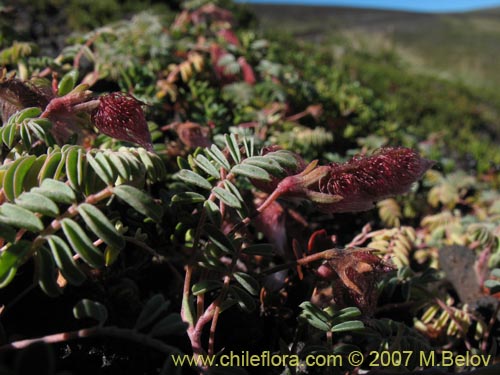 Image of Adesmia longipes (Pasto de guanaco). Click to enlarge parts of image.