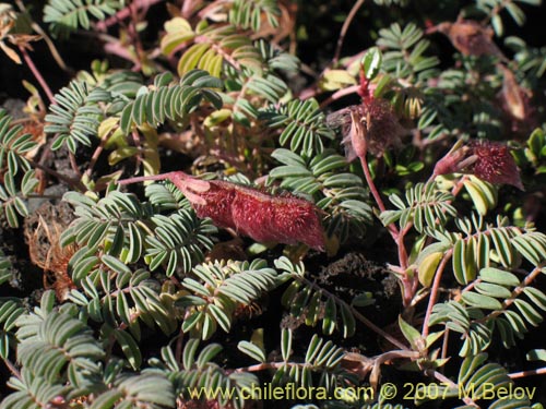 Image of Adesmia longipes (Pasto de guanaco). Click to enlarge parts of image.