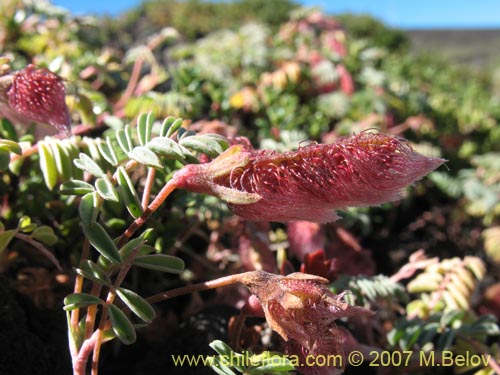 Image of Adesmia longipes (Pasto de guanaco). Click to enlarge parts of image.