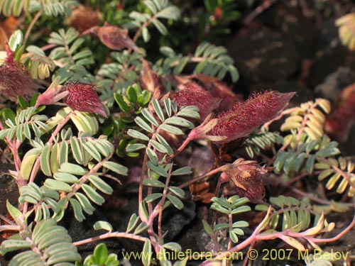 Image of Adesmia longipes (Pasto de guanaco). Click to enlarge parts of image.