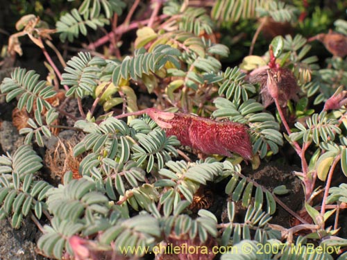 Фотография Adesmia longipes (Pasto de guanaco). Щелкните, чтобы увеличить вырез.