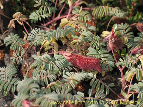 Image of Adesmia longipes (Pasto de guanaco). Click to enlarge parts of image.