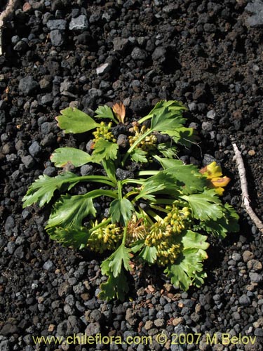 Image of Azorella incisa (). Click to enlarge parts of image.