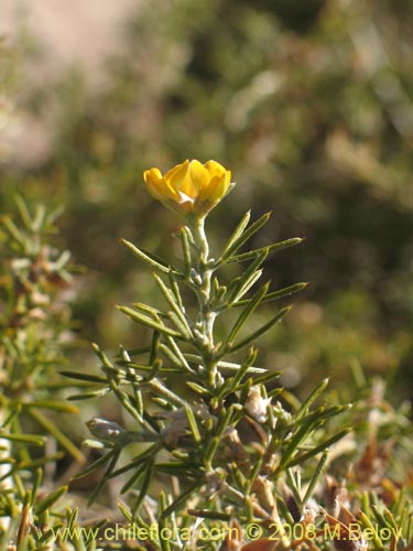 Imágen de Fabaceae sp. #2275 (). Haga un clic para aumentar parte de imágen.