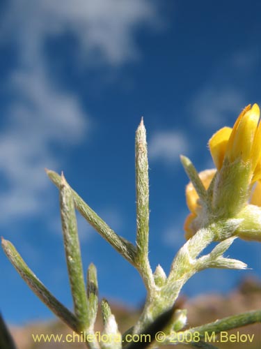 Image of Fabaceae sp. #2275 (). Click to enlarge parts of image.