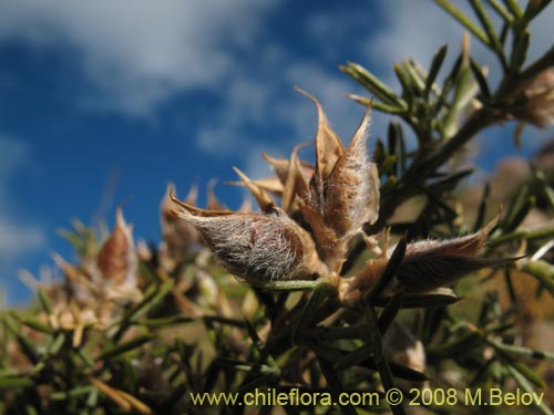 Fabaceae sp. #2275の写真