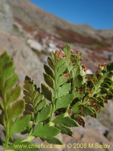 Image of Polystichum plicatum (). Click to enlarge parts of image.