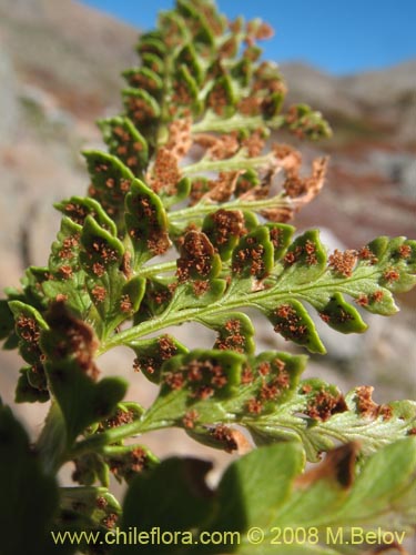 Imágen de Polystichum plicatum (). Haga un clic para aumentar parte de imágen.