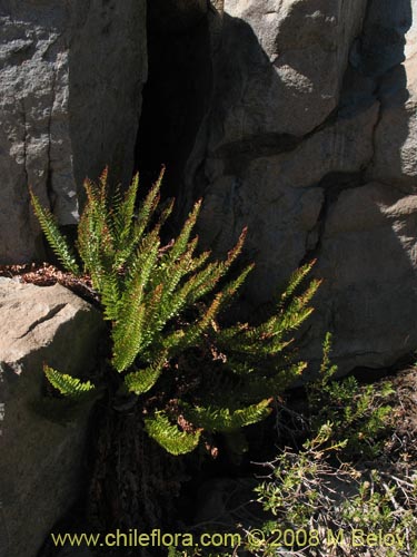 Polystichum plicatumの写真