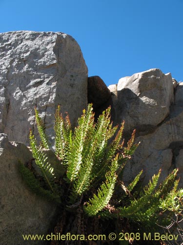 Imágen de Polystichum plicatum (). Haga un clic para aumentar parte de imágen.