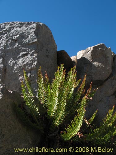 Bild von Polystichum plicatum (). Klicken Sie, um den Ausschnitt zu vergrössern.