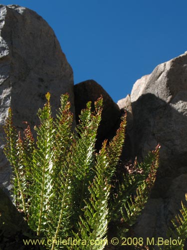 Bild von Polystichum plicatum (). Klicken Sie, um den Ausschnitt zu vergrössern.