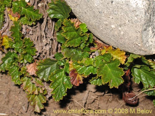 Image of Rubus geoides (Miñe-miñe). Click to enlarge parts of image.