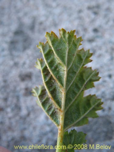 Фотография Rubus geoides (Miñe-miñe). Щелкните, чтобы увеличить вырез.