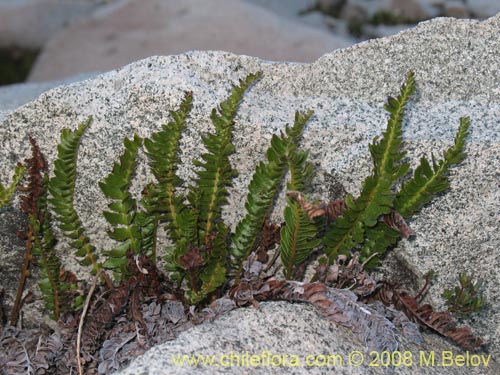 未確認の植物種 sp. #1073の写真