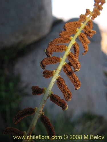 未確認の植物種 sp. #1073の写真