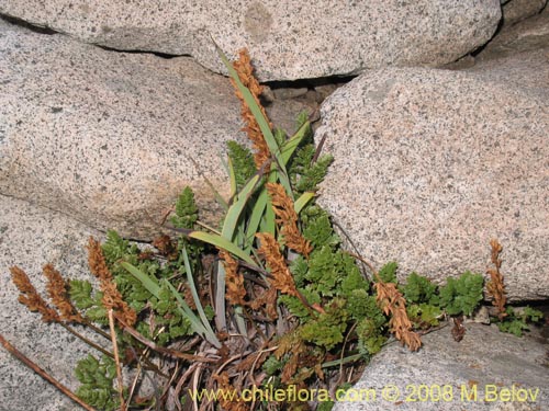 Image of Unidentified Plant sp. #1075 (). Click to enlarge parts of image.