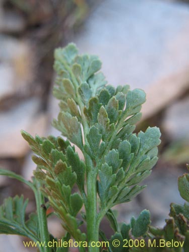 Imágen de Planta no identificada sp. #1075 (). Haga un clic para aumentar parte de imágen.