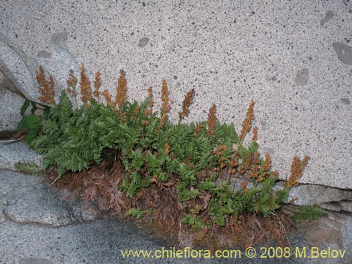 Imágen de Planta no identificada sp. #1075 (). Haga un clic para aumentar parte de imágen.