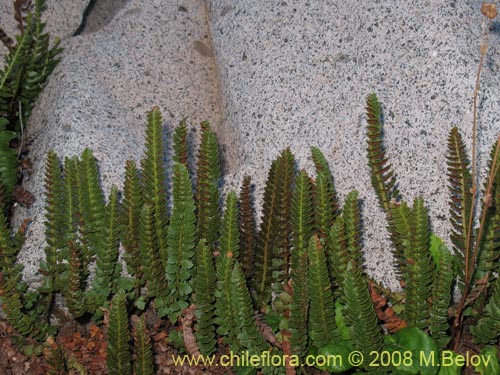 Bild von Polystichum andinum (). Klicken Sie, um den Ausschnitt zu vergrössern.