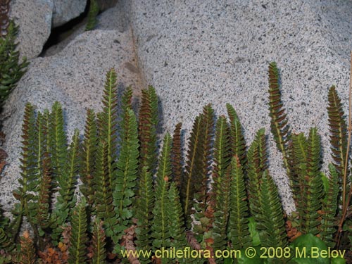 Imágen de Polystichum andinum (). Haga un clic para aumentar parte de imágen.